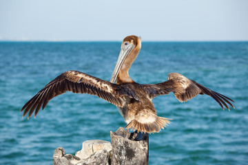 Fototapeta premium Pelican