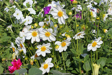 Fototapeta premium Yellow flowers narcissus spring on the summer flowerbed.