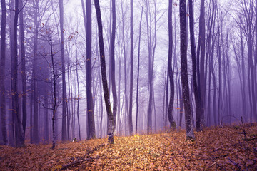 Fantasy magenta and orange color foggy fairytale forest landscape scene. Color filter effect used.