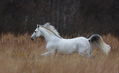 Tersk horse running - 100075703