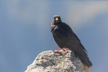 Close up view of an Alpine chough