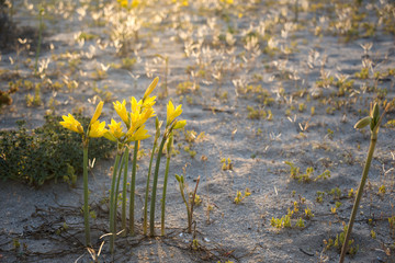 Ananuca flowers in Atacama desert, Chile