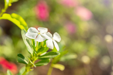 Dew on the white flowers in the morning