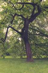 Ancient oaks leafy treetop