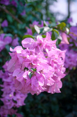 Bougainvillea Flower