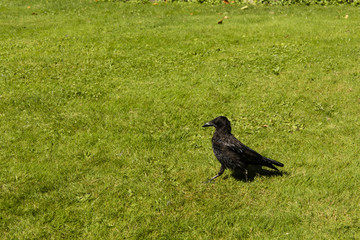 Black crow on green grass