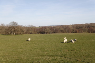 Vaches dans un champs en Bourgogne