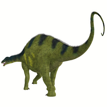 Brachytrachelopan Dinosaur Tail - Brachytrachelopan was a herbivorous sauropod dinosaur that lived in Argentina during the Jurassic Period.