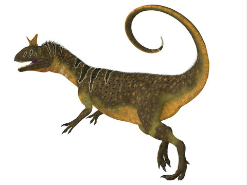 Cryolophosaurus Tail -Cryolophosaurus was a large theropod carnivorous dinosaur that lived in Antarctica during the Jurassic Period. 