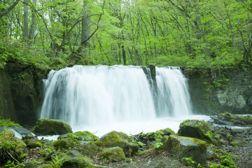 Stream in green forest