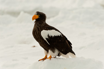 Fototapeta premium Steller’s Sea Eagle sitting on ice