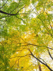 Fototapeta premium 紅葉