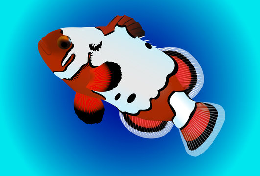 One Clownfish with blue background
