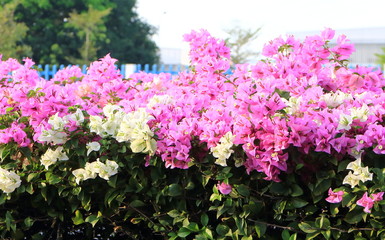 bougainvillea flower