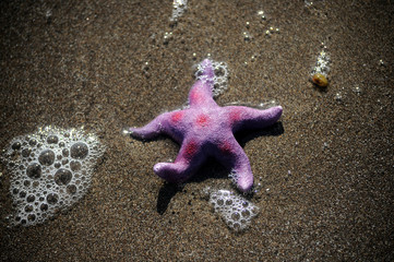 Asteroidea Rozgwiazdy Sjöstjärnor Морские звёзды Stella marina Seesterne 海星...