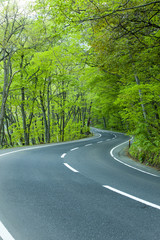 Fototapeta premium Road in a green forest