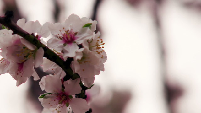 Stock Video Footage of white and pink blossoms on branches shot in Israel at 4k with Red.