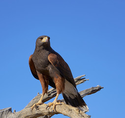 Harris Hawks in Tucson, Arizona