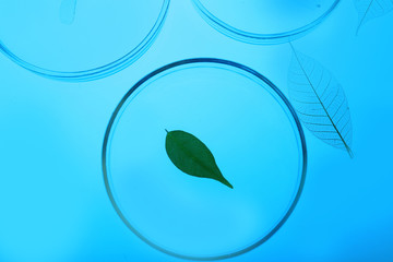 Petri dishes in laboratory with blue light