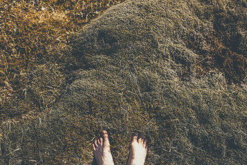 Closeup of man walking barefoot on moss in Iceland. Two feet on