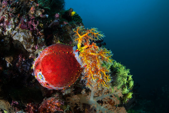 Colorful Sea Cucumber or Sea Apple