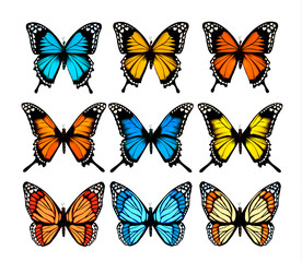 Plakat Big collection of colorful butterflies. Vector