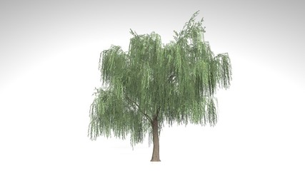 Obraz premium Weeping Willow tree with green leaves isolated on white background