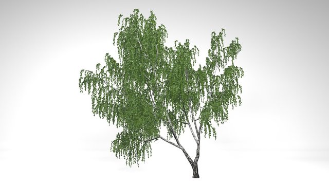 Birch Tree with green leaves isolated on white background