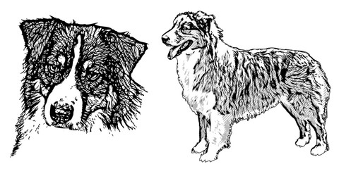 australian shepherd illustration - 100079798
