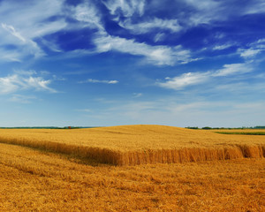 field at after harvest