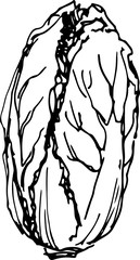 Chinese cabbage. Vector illustration