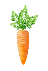 carrot with top vector illustration