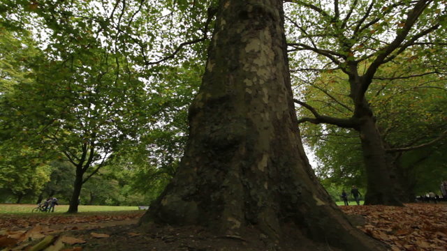 Low angle panning view of tree in Green Park in London