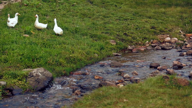 Ducks near creek