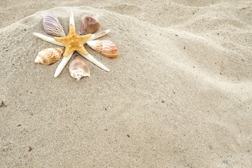 Beach Background. Starfish surrounded by shells on a sandy beach with copy space.