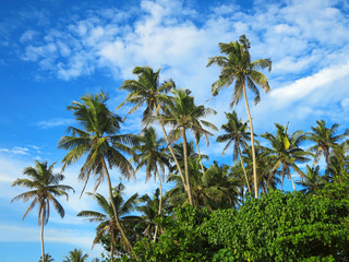 Fototapeta na wymiar Green palm trees on blue sky background