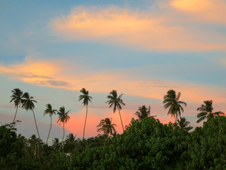 Obraz na płótnie Canvas Beautiful orange sunset with black palms silhouettes