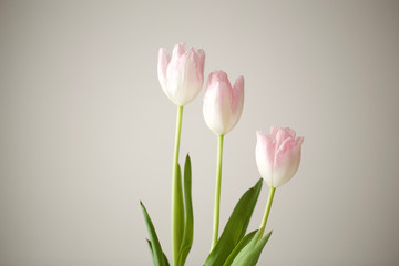 tulips　