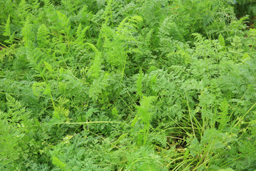 green carrots plants in growth at garden