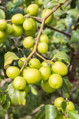Jujube fruit on the trees