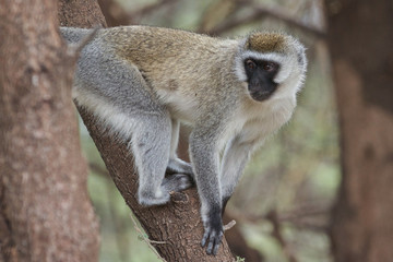 Macaco Veludo