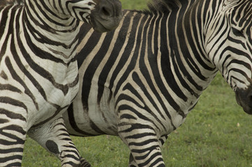 Fototapeta na wymiar De Safari por Tanzania