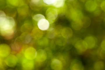 Obraz premium Beautiful nature green bokeh background