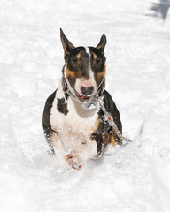 Smiling bull terrier running in the snow