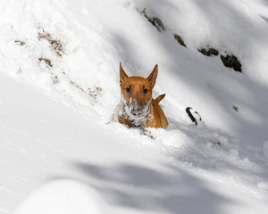 Bull Terrier stuck in a snow bank