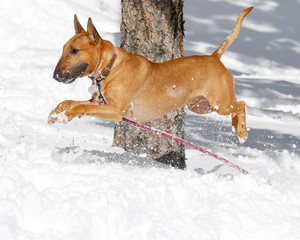 Bull Terrier Airborne over the snow