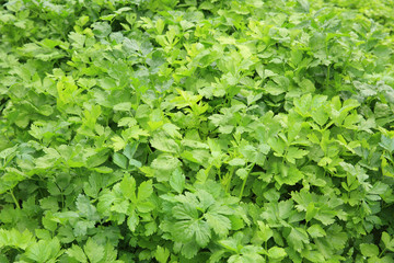 Fototapeta premium green celery plant in growth at vegetable garden