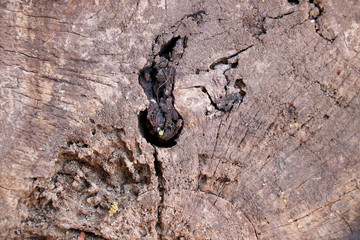 wood background