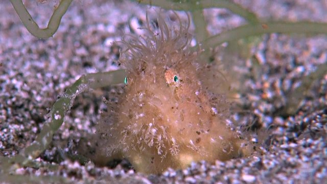 Hairy Frogfish on sandy bottom. The size of this Frogfish is less than 3 cm. Antennariidae, Antennarius striatus