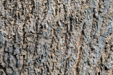  the surface of the bark.